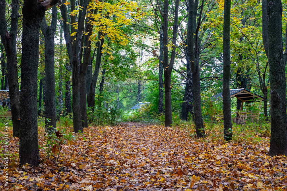 Autumn path through colorful foliage in a serene forest setting Autumn path through colorful foliage in a serene forest setting