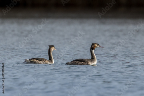Great crested grebe in a little lake in Bourges, France at a sunny day sin spring.