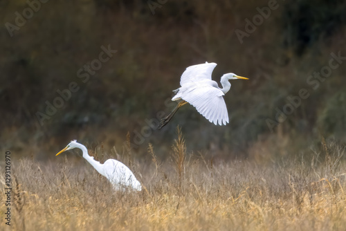 Great egret flying above a wet meadow at a sunny day in spring.