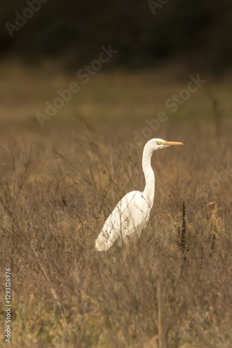Great egret standing on a wet meadow in Bourges, France at a sunny day in spring.