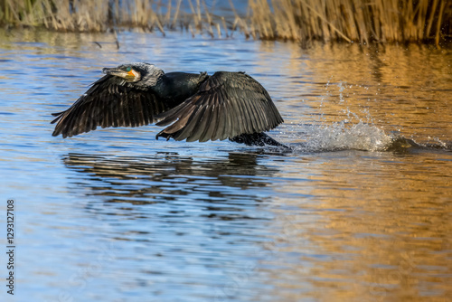 Great black cormorants in a little lake next to Bourges in France at a sunny day in spring.