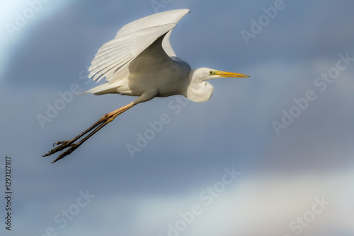 Great egret flying above a wet meadow at a sunny day in spring.