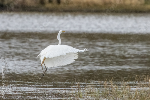 Great egret flying above a wet meadow at a sunny day in spring.