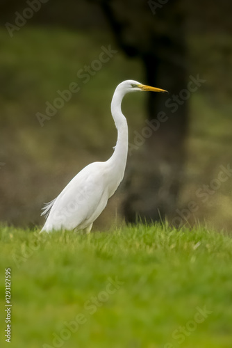 Great egret standing on a wet meadow in Bourges, France at a sunny day in spring.