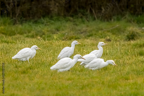 A swarm of cattle egrets standing on a wet meadow in Bourges, France at a sunny day in spring.