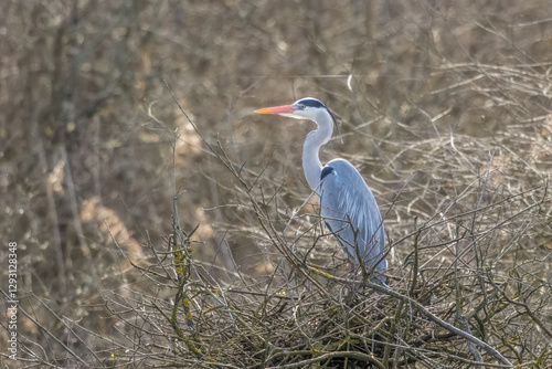Common grey heron at a lake in Bourges, France at a cloudy day in spring.