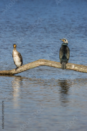 Great black cormorant in a little lake in Bourges, France at a sunny day in spring.