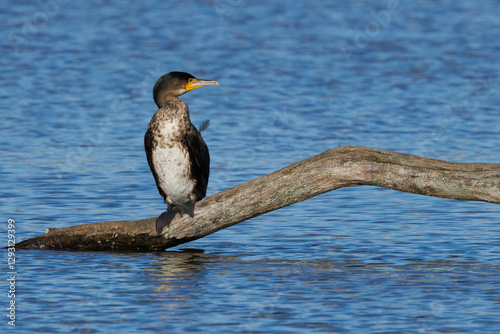 Great black cormorants in a little lake next to Bourges in France at a sunny day in spring.