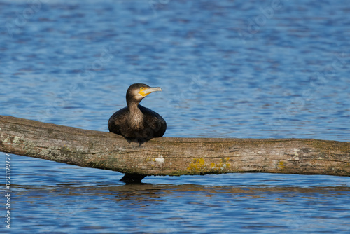 Great black cormorants in a little lake next to Bourges in France at a sunny day in spring.