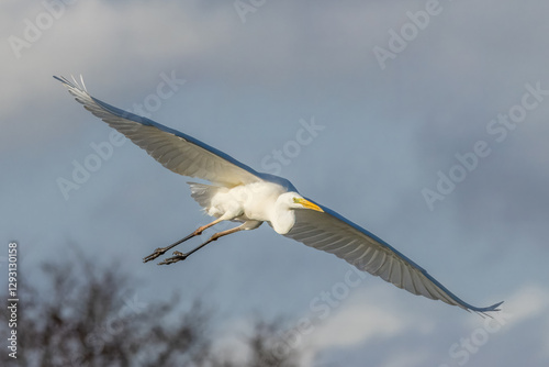 Great egret flying above a wet meadow at a sunny day in spring.