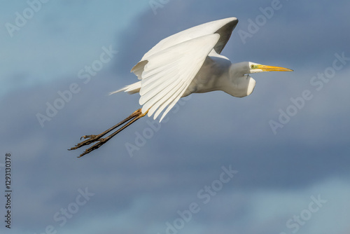 Great egret flying above a wet meadow at a sunny day in spring.