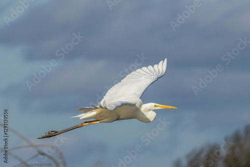 Great egret flying above a wet meadow at a sunny day in spring.