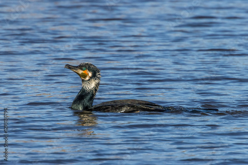 Great black cormorants in a little lake next to Bourges in France at a sunny day in spring.