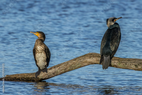 Great black cormorants in a little lake next to Bourges in France at a sunny day in spring.