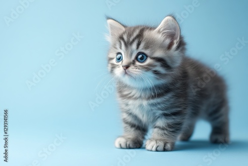 Cute gray kitten with blue eyes standing on a light blue background looking curiously