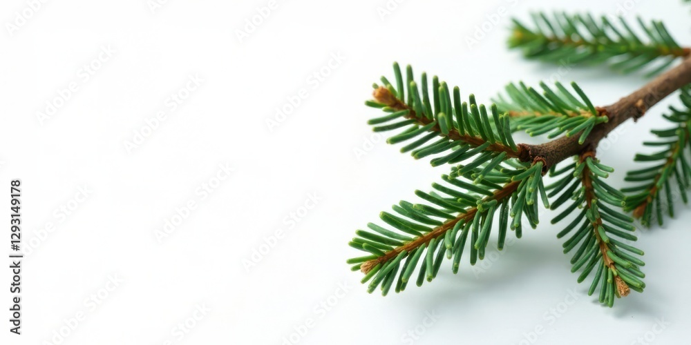 A Detailed Close-Up of a Lush Evergreen Branch Against a Clean White Background A Detailed Close-Up of a Lush Evergreen Branch Against a Clean White Background