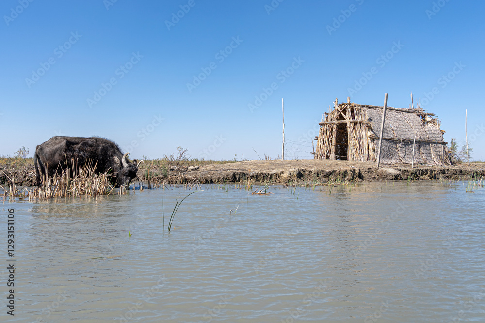 Boat trip in the Mesopotamian / Iraqi Marshes with the so called Marsh Arabs Madan