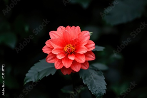 Vibrant Coral Dahlia Bloom in Dark Garden