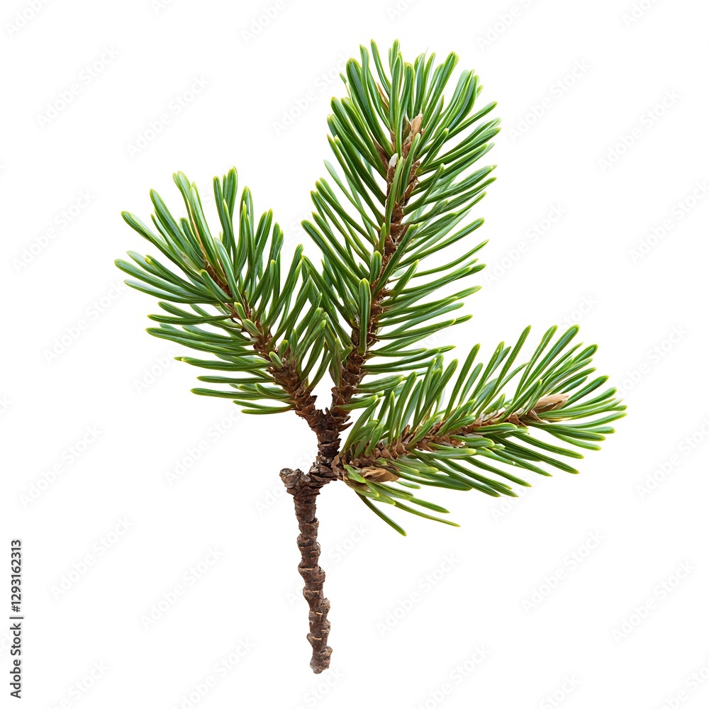 Pine branch with green cones. Isolated on white background. Pine branch with green cones. Isolated on white background.