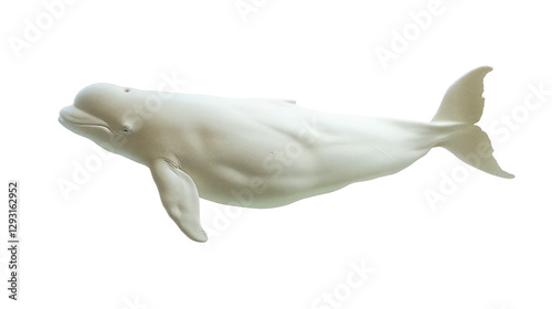  Isolated Beluga Whale On Black Background. Gentle Marine Mammal For Your Design Or Illustration Project.