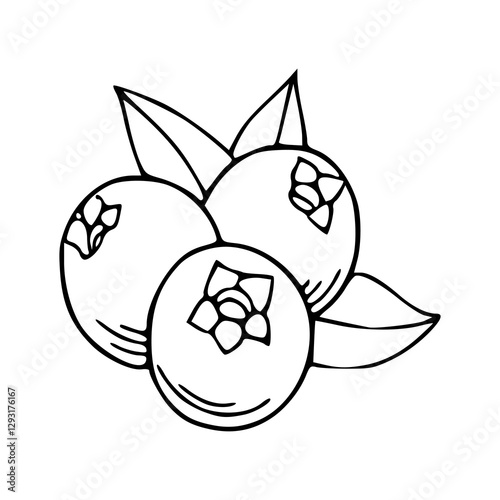outline drawing of a fresh blueberry for coloring pages