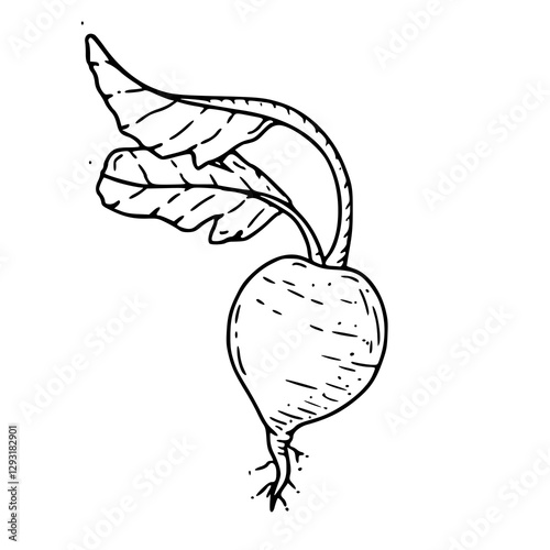 vector illustration of a fresh radish for vegetables design