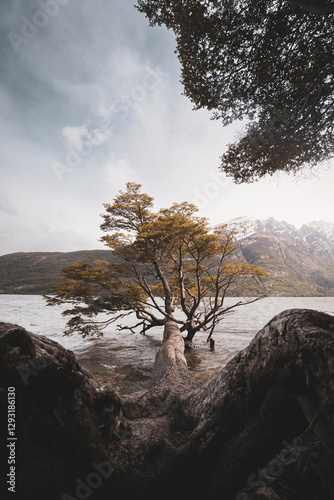 Tree growing on the coast of Ushuaia. On the way to Milestone XXIV photo