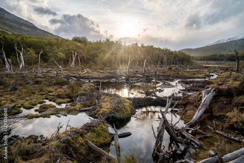 Beaver dam system in Ushuaia. dams blocking rivers in Patagonia. photo