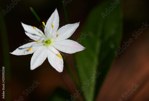 White flower with seven petals, Trientalis europaea, closeup photo