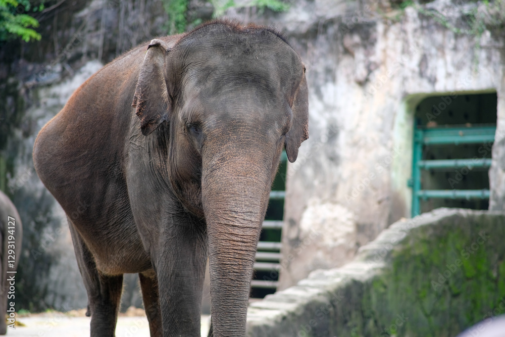 Fototapeta premium A close-up of a Sumatran elephant at the zoo, captured as it stands still and gazes ahead. The elephant's large size and textured skin are emphasized, and the background shows a rocky enclosure.