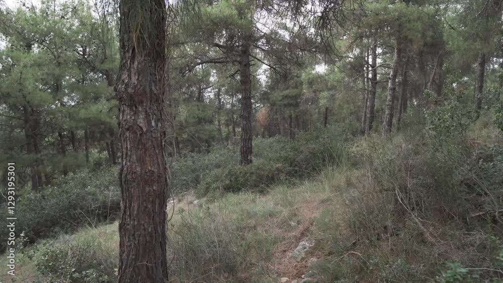 Peaceful view of dense forest with towering pine trees and lush greenery. Peaceful view of dense forest with towering pine trees and lush greenery.