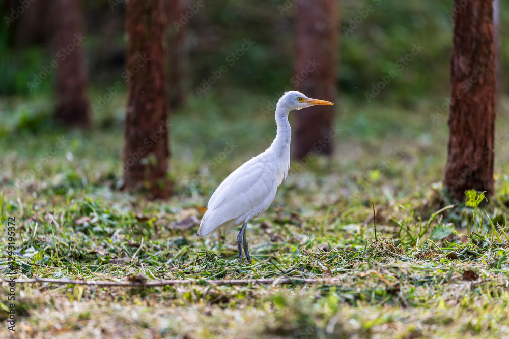 Obraz premium Quiet moment: Egret feeds among the trees