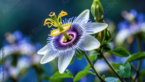 Vibrant Stinking Passion Flower Passiflora foetida L with delicate details and blurred background showcasing its unique structure and colors. photo