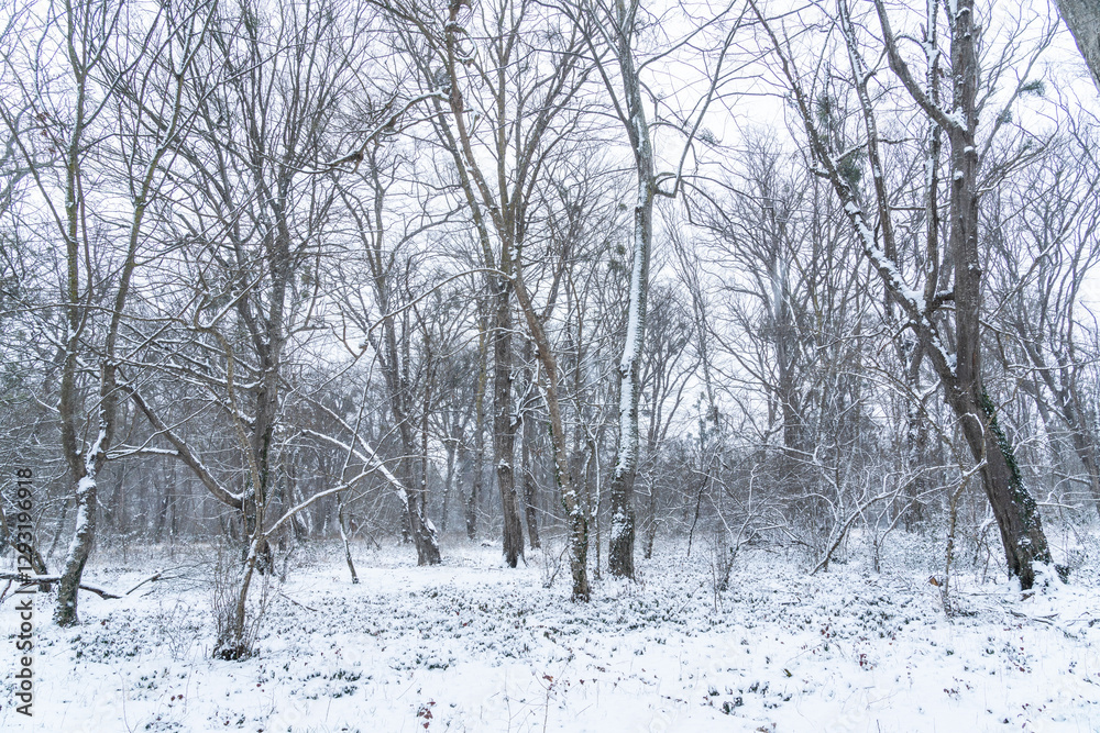 Bare trees covered with snow in a winter forest Bare trees covered with snow in a winter forest