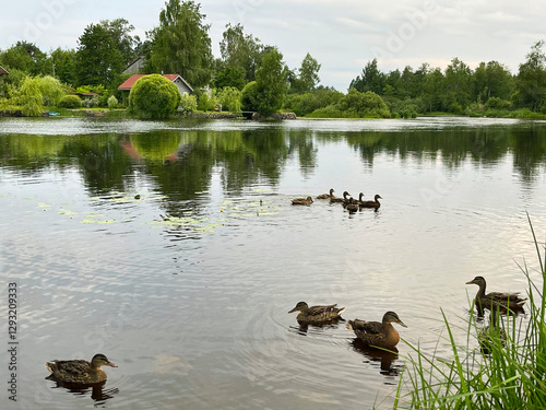 Ducks in the lake with a cottage in the background at sunset. Karelia, Russia