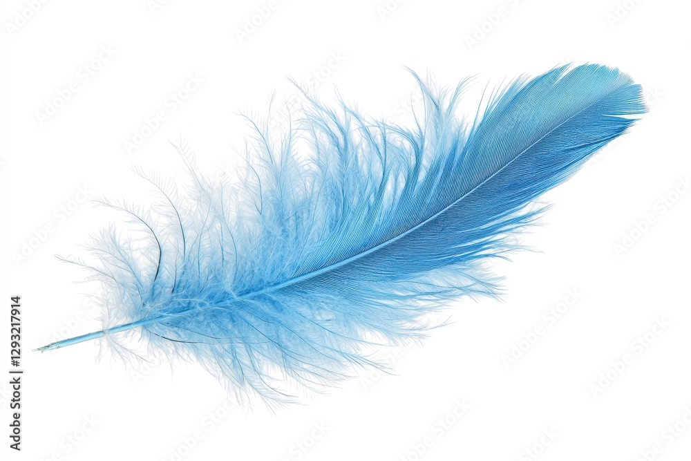 Obraz premium Soft Blue Feather Isolated on White Background for Design Projects