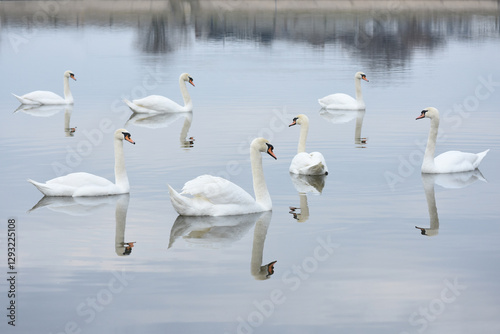 Fototapeta Naklejka Na Ścianę i Meble -  Many swans on a calm light bue water