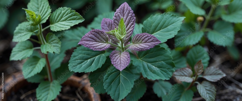 Coleus atropurpureus shrub featuring vibrant green and purple leaves known for its medicinal properties and traditional uses in herbal remedies. Coleus atropurpureus shrub featuring vibrant green and purple leaves known for its medicinal properties and traditional uses in herbal remedies.