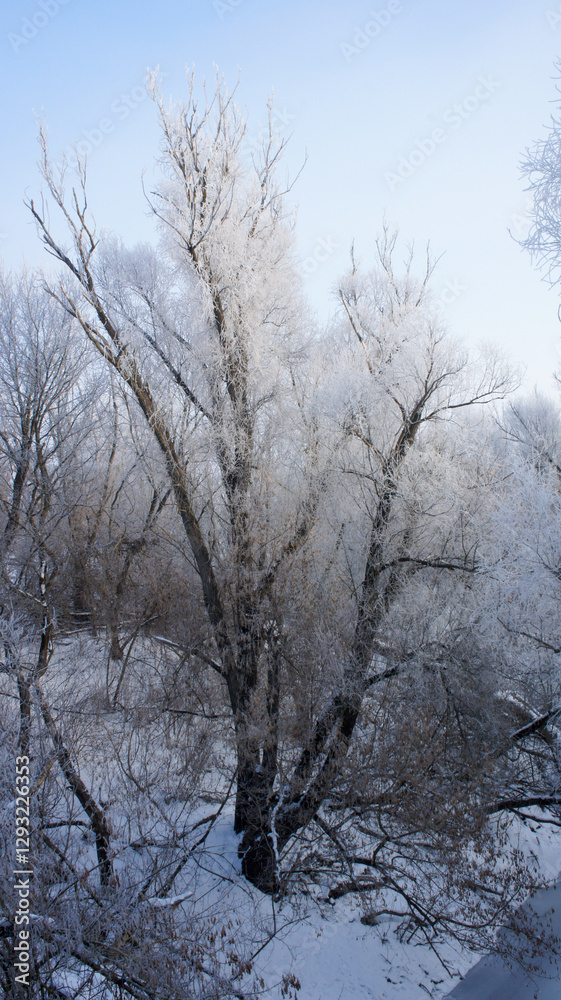 Frosty tree with white branches in winter landscape under bright sky about river
