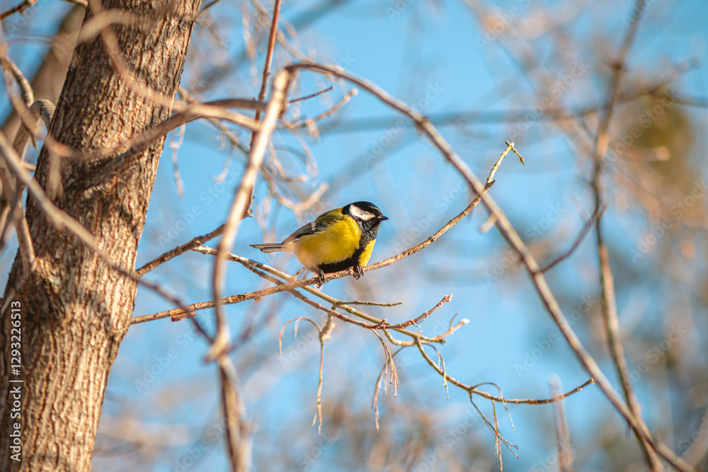 Great tit with vibrant yellow and black plumage perching on a slender, bare branch of a tree, set against a clear blue sky on a bright, sunny winter day Great tit with vibrant yellow and black plumage perching on a slender, bare branch of a tree, set against a clear blue sky on a bright, sunny winter day