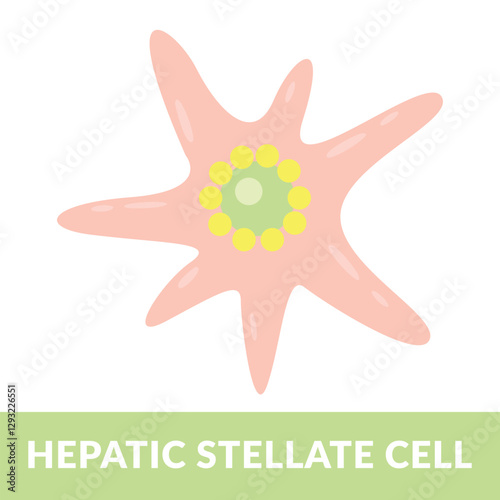 Hepatic stellate cell design vector illustration