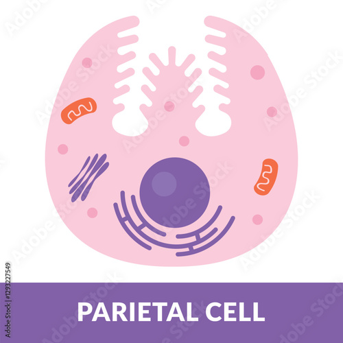 parietal cell Design vector illustration
