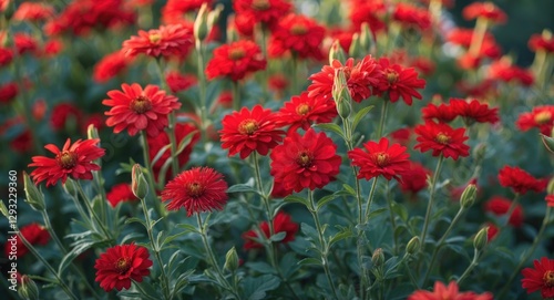 Wallpaper Mural Vibrant Red Flowers Blooming in Lush Green Garden Under Soft Natural Light Torontodigital.ca