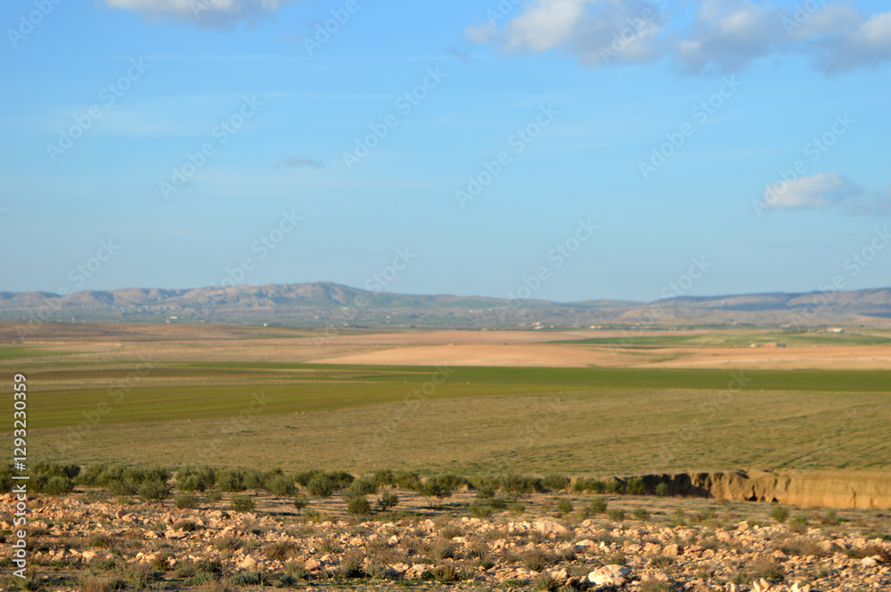Fototapeta premium landscape with a field