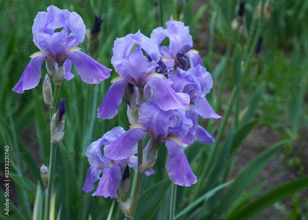 Close-up of blue irises among green leaves in flower bed in ornamental plant nursery and botanical garden in spring as online flower shop concept Close-up of blue irises among green leaves in flower bed in ornamental plant nursery and botanical garden in spring as online flower shop concept