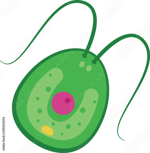 Chlamydomonas Sturcture Design Vector illustration