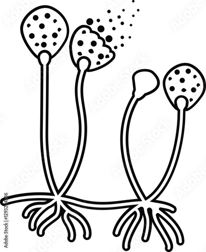 rhizopus sporangia design vector Outline illustration