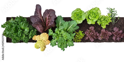 garden vegetable bed