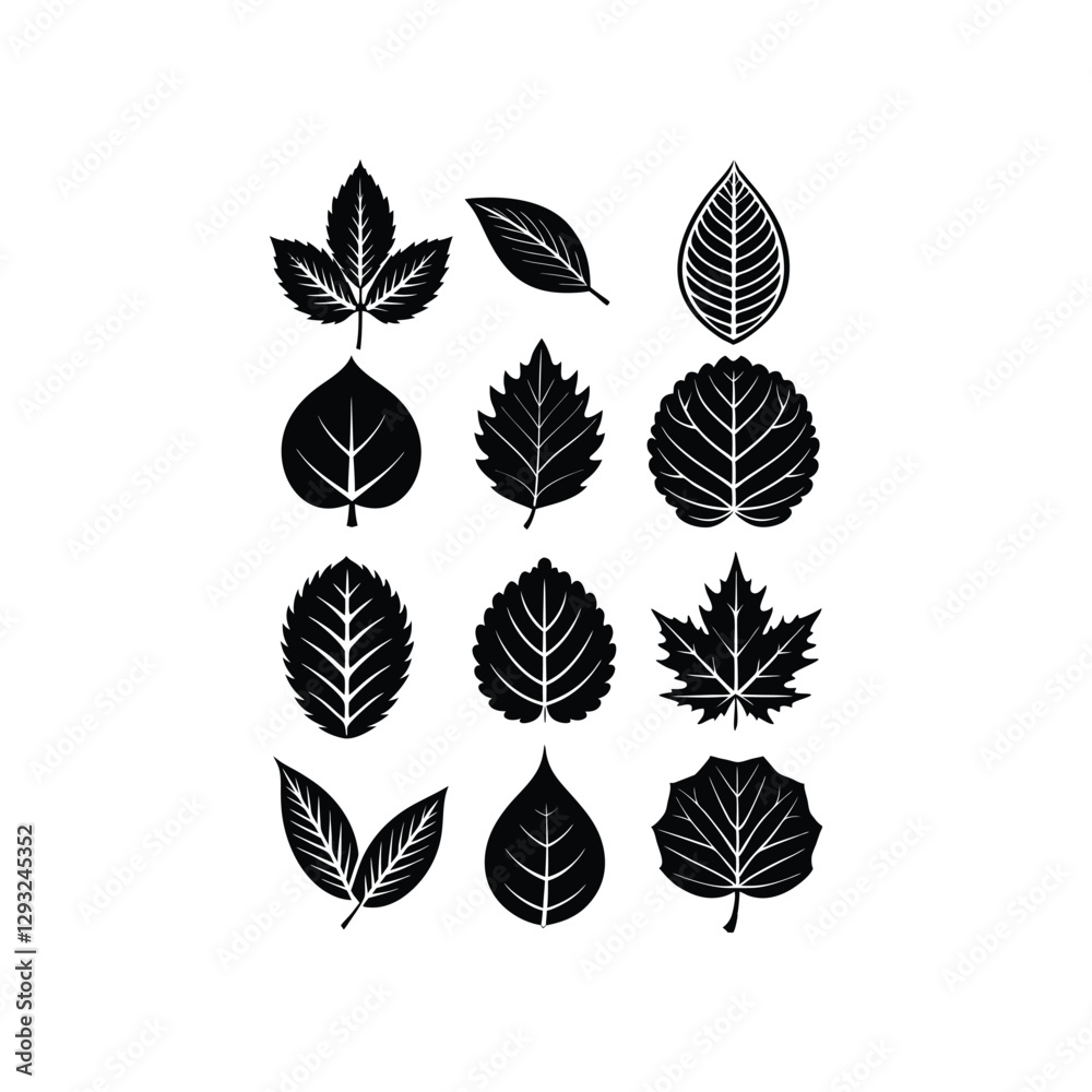 Fototapeta premium Vector Silhouette Leaf Icon Set Willow, Poplar, Sycamore, Chestnut, Linden, Alder