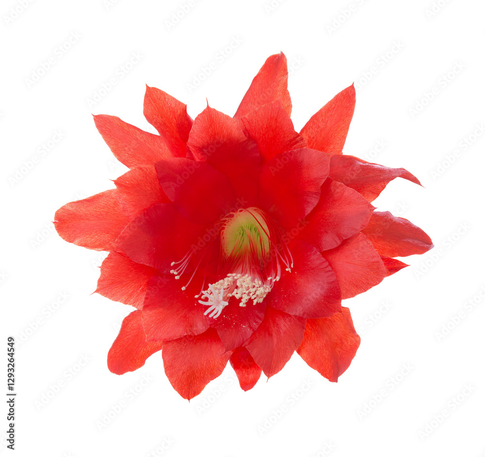 Bright red blossom from Cactus (Epiphyllum ) isolated on white background.